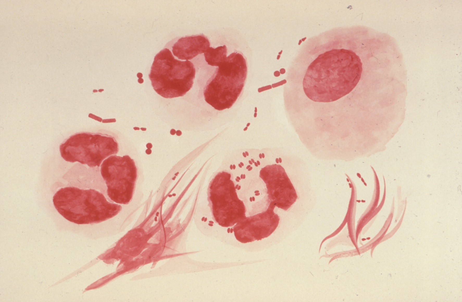 Abbildung von Neisseria gonorrhoeae