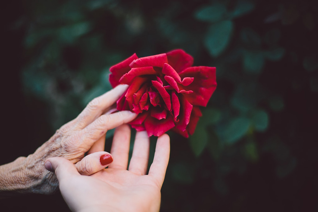 Zwei Hände berühren gemeinsam eine rote Rose